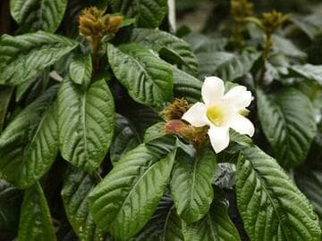 Beaumontia grandiflora