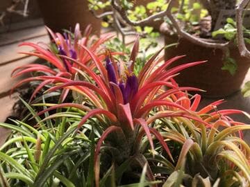 Tillandsia ionantha