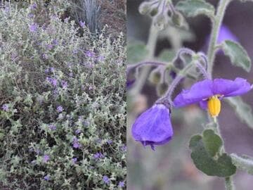 Solanum xanti 'Mountain Pride'