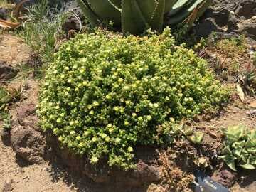 Delosperma echinatum