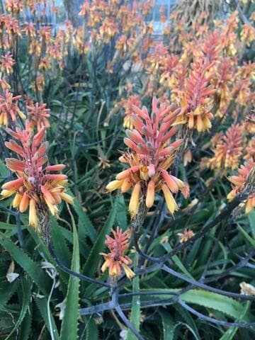 Aloe camperi 'May Day'