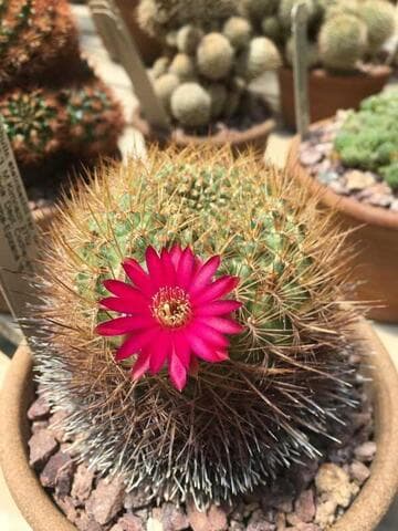 Sulcorebutia steinbachii var. horrida