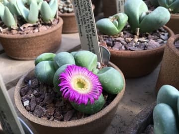 Argyroderma delaetii