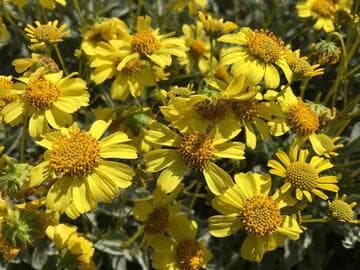 Encelia farinosa