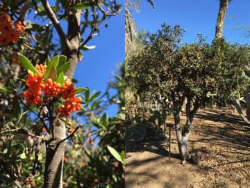 Bonellia macrocarpa ssp. pungens