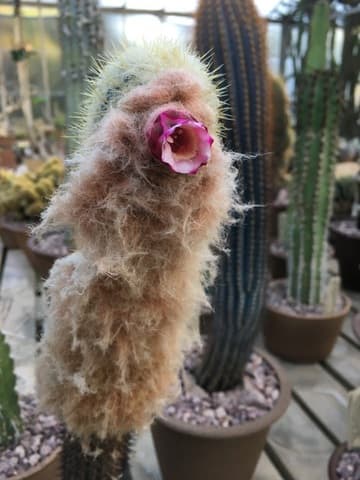 Micranthocereus purpureus