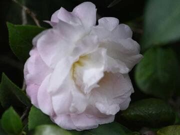 Camellia 'Bravo'