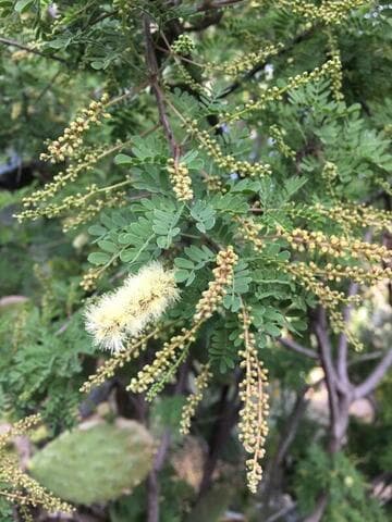 Acacia greggii