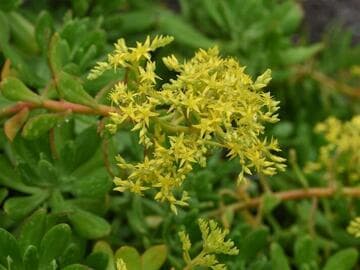 Sedum dendroideum ssp. praealtum