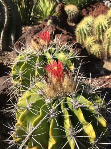 Ferocactus flavovirens