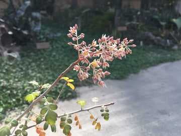 Pachycormus discolor