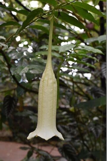 Cubanola domingensis