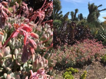 x Graptophytum 'Amphitryon'