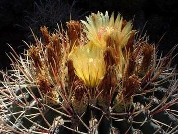 Ferocactus emoryi