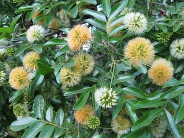 Pararchidendron pruinosum