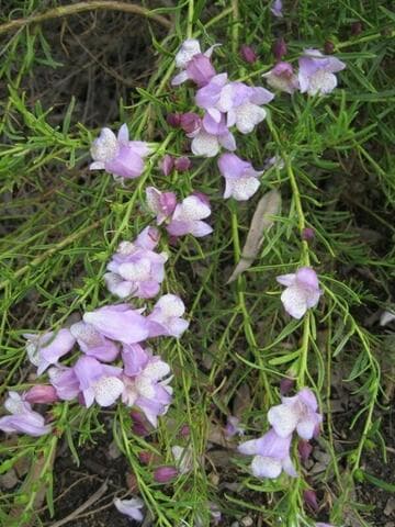 Eremophila bignoniflora x E. polyclada