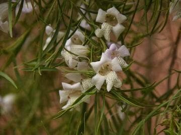 Eremophila polyclada x E. divaricata
