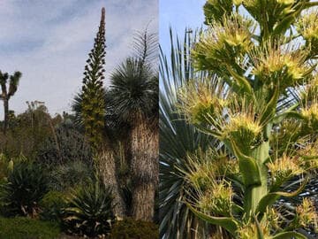 Agave 'Blue Flame'