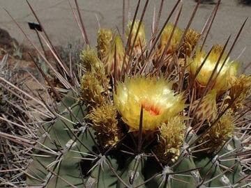Ferocactus emoryi ssp. rectispinus