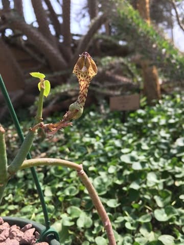 Ceropegia aristolochioides ssp. deflersiana