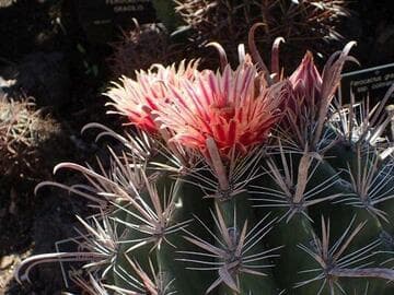 Ferocactus townsendianus