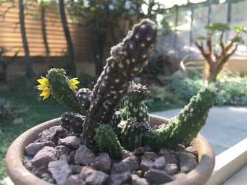 Echidnopsis cereiformis