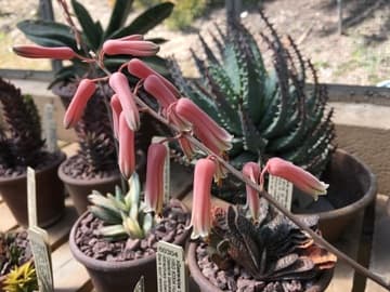 Aloe jucunda
