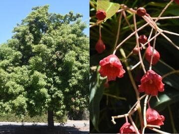 Brachychiton [Majestic Beauty™] = 'Monton'