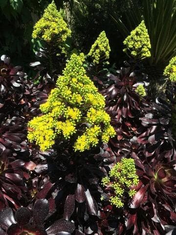 Aeonium 'Voodoo'