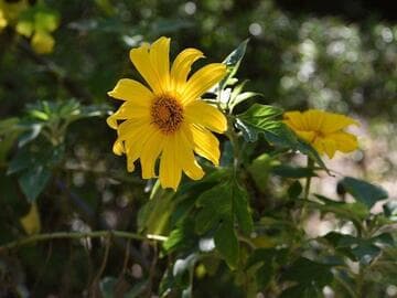 Tithonia diversifolia