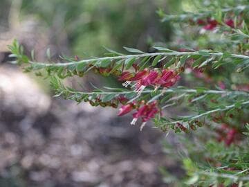Eremophila maculata