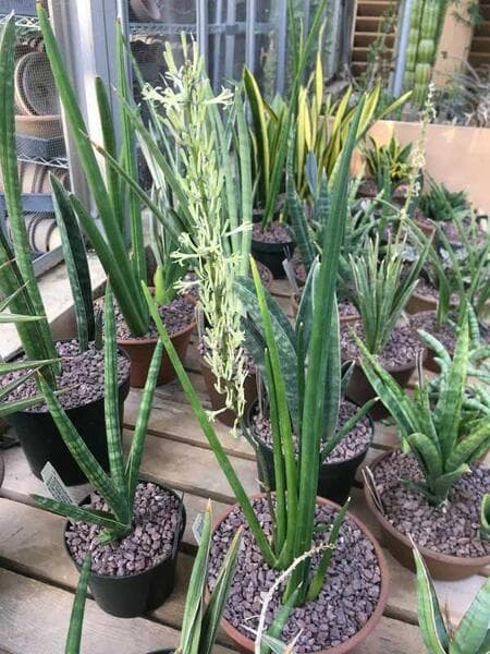 Sansevieria erythraeae | Collections | The Huntington