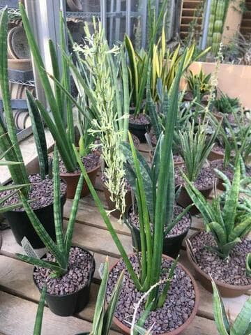 Sansevieria erythraeae