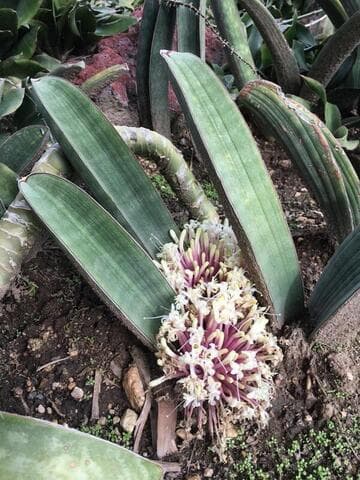 Sansevieria hallii 'Baseball Bat'