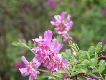 Indigofera dosua