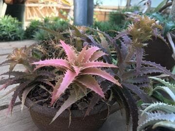 Orthophytum saxicola 'Copper Swirls'