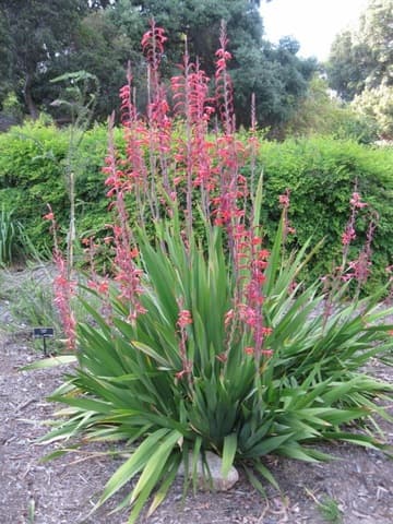 Watsonia vanderspuyiae