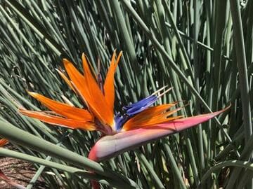 Strelitzia reginae var. juncea
