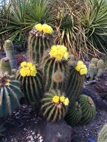 Parodia schumanniana ssp. claviceps