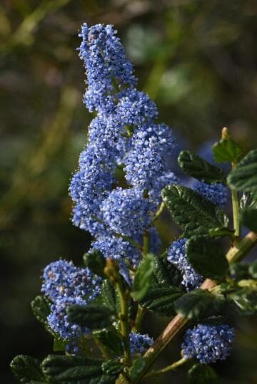 Ceanothus griseus var. horizontalis 'Yankee Point'