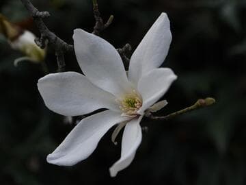Magnolia salicifolia