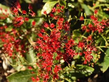 Combretum coccineum