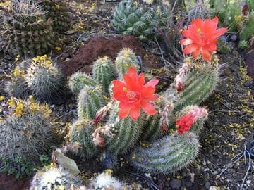Echinocereus huitcholensis