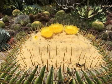 Echinocactus platyacanthus