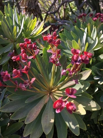 Euphorbia atropurpurea