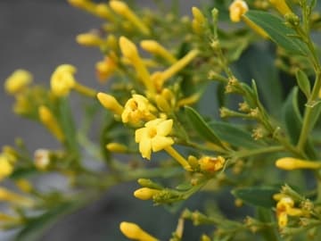 Jasminum odoratissimum