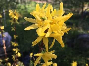 Forsythia x intermedia 'Lynwood Gold'