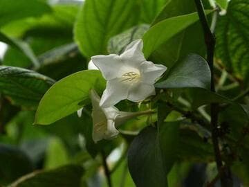 Portlandia albiflora