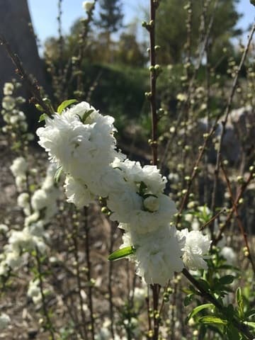 Prunus glandulosa 'Alba Plena'