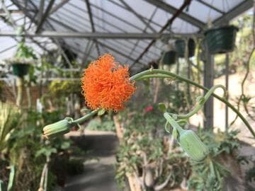 Senecio nyikensis var. hildebrandtii